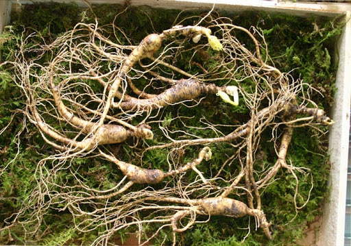 Sâm núi, sâm tự nhiên Hàn Quốc