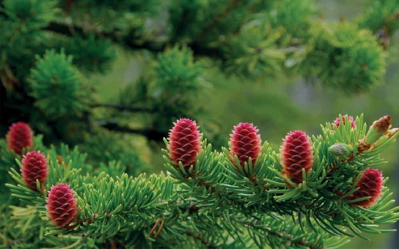 Tinh Dầu Thông Đỏ Hàn Quốc Red Pine Gold được chiết xuất từ 100% lá của thông đỏ.